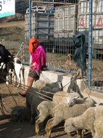 auf dem Viehmarkt in Otavalo